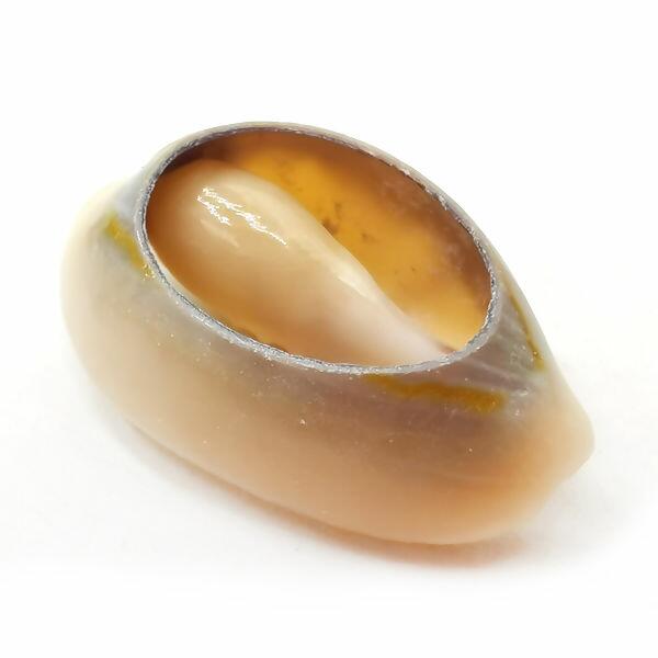 aplique-buzios-151892-principal-2