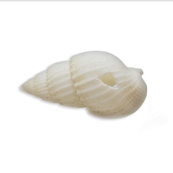 aplique-conha-151891-1