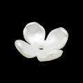 entremeio-flor-branco-ro153683-1