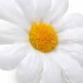 flor-margarida-ro160001-4cm-2