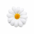 flor-margarida-ro160001-4cm-4