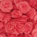 flor_coral