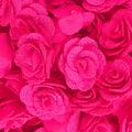 flor_princess_rosafluor_150310