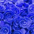 flor_princess_royal_150310