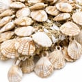passamanaria-concha-ro160205-2