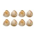 Pingente Conchas Bege Acrílico RO.154224 - imagem ilustrativa do pacote
