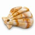 pingente-concha-ro160135-2