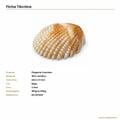 Ficha técnica - Pingente conchas bege acrílico RO.154224